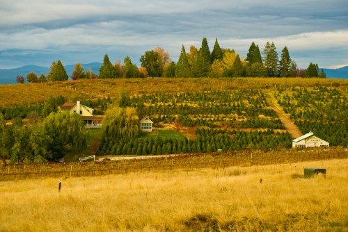 A scenic vineyard landscape with rolling hills, trees, and a farmhouse under a cloudy sky.
