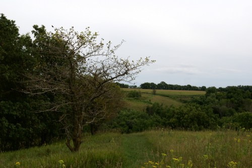 A scenic view of a grassy hillside with a bare tree and lush greenery under a cloudy sky.