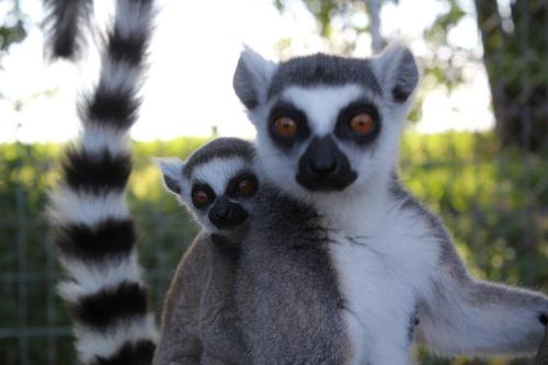 A close-up of two ring-tailed lemurs, one riding on the back of the other, with a blurred natural background.