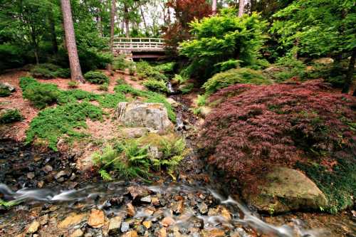 A serene landscape featuring a stream, lush greenery, and a wooden bridge surrounded by vibrant trees.