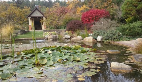 A serene garden scene featuring a pond with lily pads, surrounded by colorful autumn foliage and a gazebo in the background.