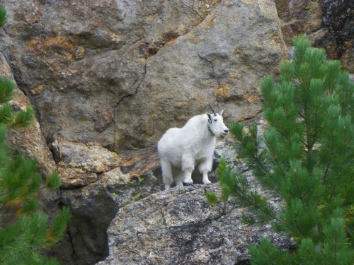 A white mountain goat stands on rocky terrain, surrounded by green pine trees.