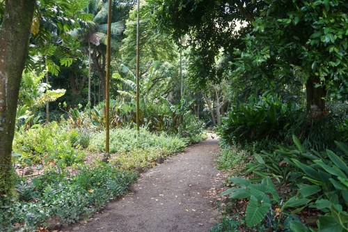 A serene pathway winding through a lush, green garden filled with tropical plants and trees.