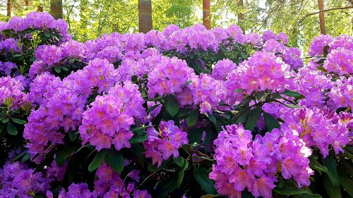 A vibrant display of purple rhododendron flowers in a lush green forest setting.