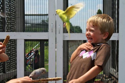 A joyful child laughs as a colorful bird flies nearby in a bird enclosure, holding a treat in his hand.