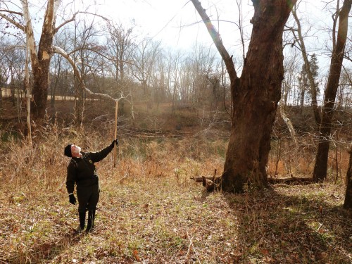 A person in a black coat stands in a forest, looking up at a tree while holding a stick.