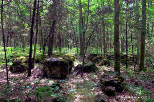 Lush green forest with tall trees and moss-covered rocks scattered on the forest floor. Sunlight filters through the leaves.