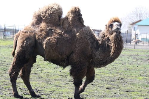 A brown camel with two humps stands in a grassy area, looking towards the camera.