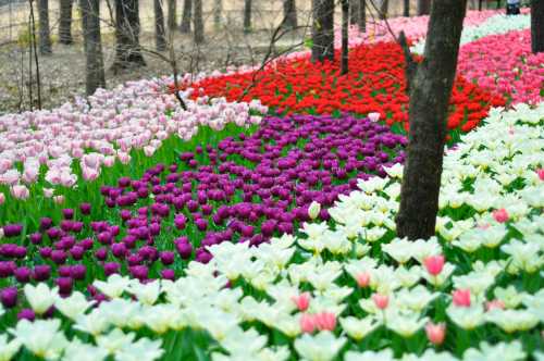 A vibrant garden filled with blooming tulips in shades of pink, red, purple, and white, surrounded by trees.