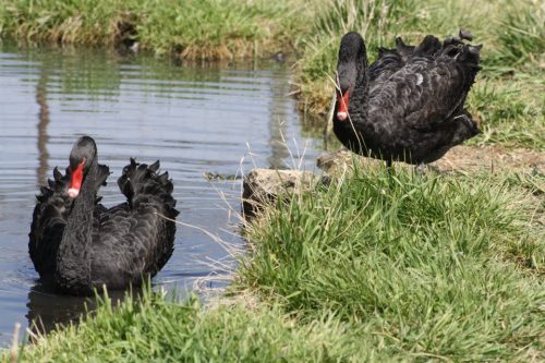 Two black swans with red beaks near a pond, surrounded by green grass. One swan is in the water, the other on land.
