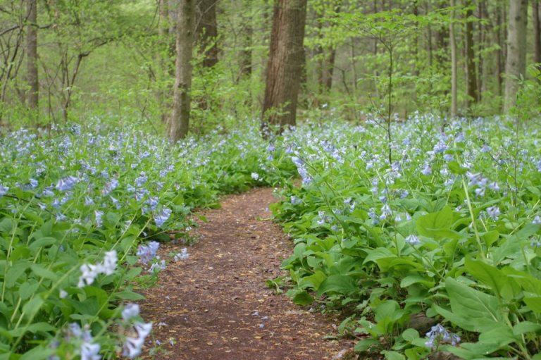 Treading the Bluebell Path
