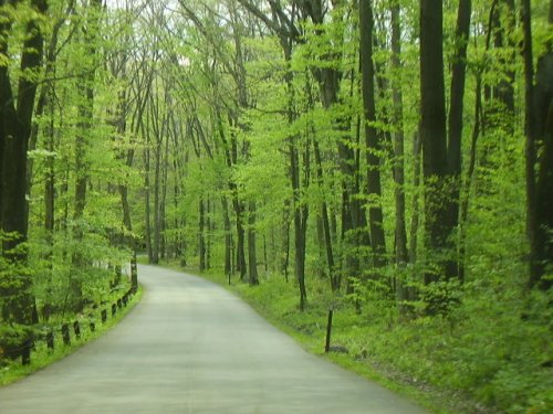 A winding road surrounded by lush green trees in a serene forest setting.