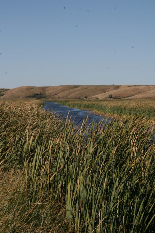 A serene river flows through tall grasses, with rolling hills in the background under a clear blue sky.