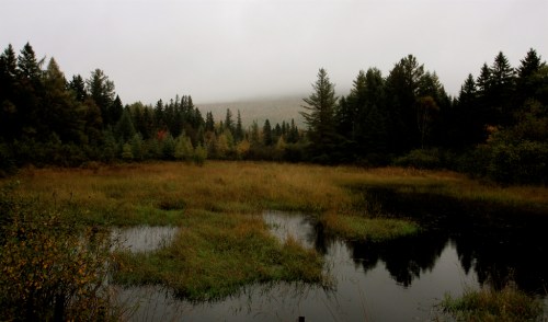 A misty landscape featuring a calm pond surrounded by tall grasses and dense evergreen trees.