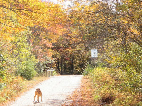 A dog walks along a dirt road surrounded by vibrant autumn foliage and trees.