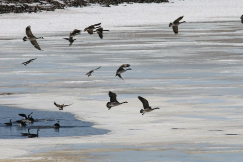 A flock of birds flying over a frozen lake with patches of open water and snow-covered surroundings.