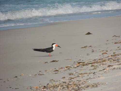 A black and white bird with an orange beak stands on a sandy beach near gentle waves and scattered seaweed.