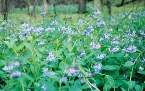 A lush field of bluebell flowers surrounded by green foliage in a wooded area.