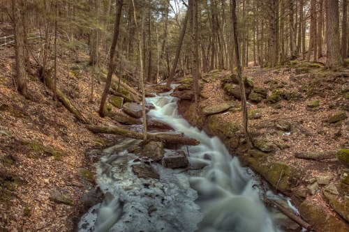 A serene forest scene featuring a flowing stream surrounded by trees and rocky terrain.