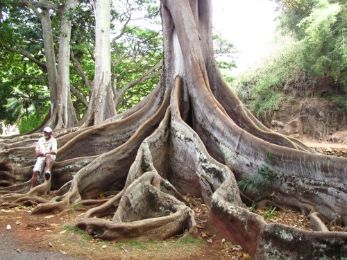 A person sits beside a large tree with extensive, twisting roots in a lush, green environment.