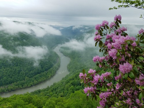A scenic view of a river winding through lush green mountains, with pink flowers in the foreground and misty clouds above.