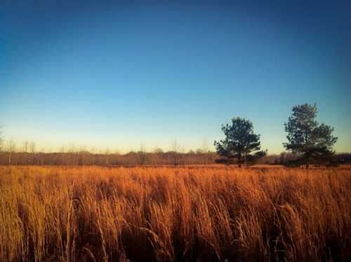 A serene landscape featuring tall golden grass under a clear blue sky, with a few trees in the background.