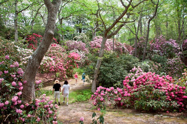 More Garden Gems to Discover