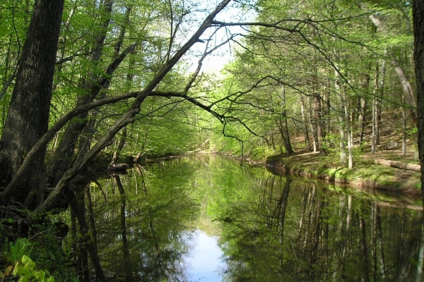 A Journey Into Nature's Quiet Symphony