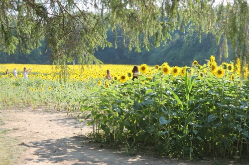 A sunny field of vibrant sunflowers with people walking along a path in the background.
