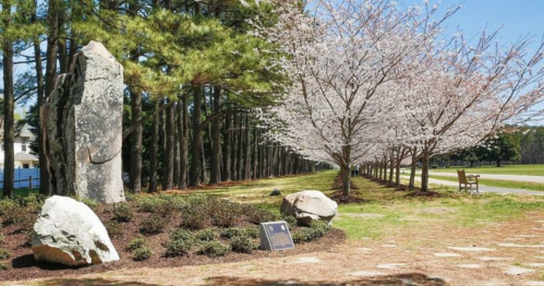 A serene park scene featuring cherry blossom trees, large rocks, and a plaque along a tree-lined path.