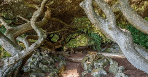 A winding path through a lush, shaded area with twisted trees and rocky terrain.