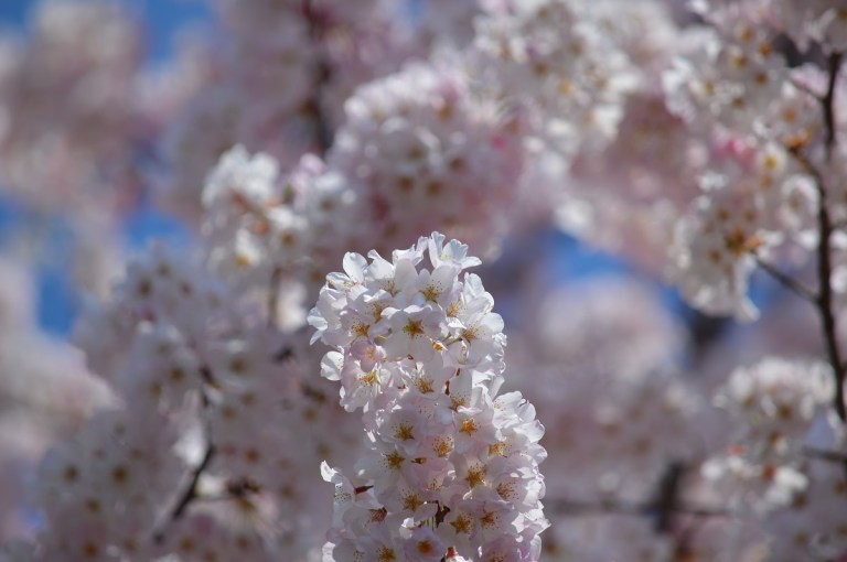 A Spring Stroll Through Meadowlark Botanical Gardens
