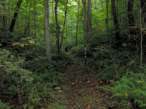 A serene forest path surrounded by tall trees and lush greenery, inviting exploration.