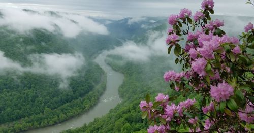 A scenic view of a river winding through lush green mountains, framed by blooming pink flowers and misty clouds.