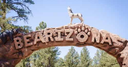 A stone archway with the word "BEARIZONA" and a wolf statue on top, surrounded by pine trees.