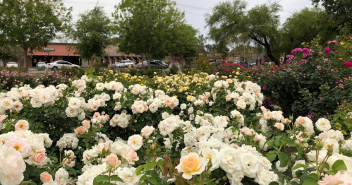 A vibrant garden filled with blooming white and pink roses, surrounded by lush greenery and distant shops.