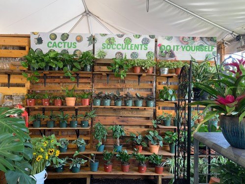 A vibrant display of various potted plants, including cacti and succulents, arranged on wooden shelves under a tent.