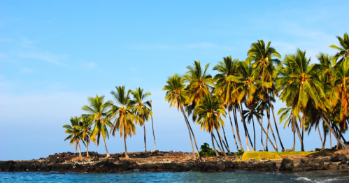 A tropical landscape featuring tall palm trees along a rocky shoreline under a clear blue sky.