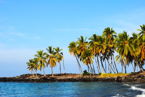 A serene beach scene with tall palm trees lining the shore against a clear blue sky and calm ocean waters.