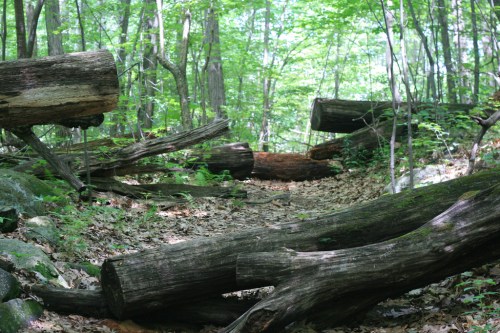 A serene forest scene with fallen logs and lush green foliage, creating a peaceful, natural pathway.