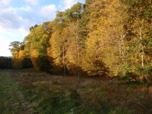 A scenic view of a forest with vibrant autumn foliage, featuring golden and orange leaves under a partly cloudy sky.