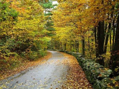 A winding road through a vibrant autumn forest, lined with colorful leaves and a stone wall.