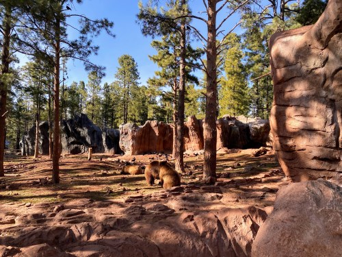 Two bears foraging in a forested area with tall trees and rocky formations in the background.