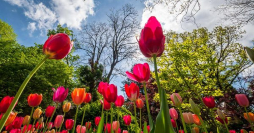 Vibrant tulips in various colors bloom under a bright sky, surrounded by lush greenery and trees.