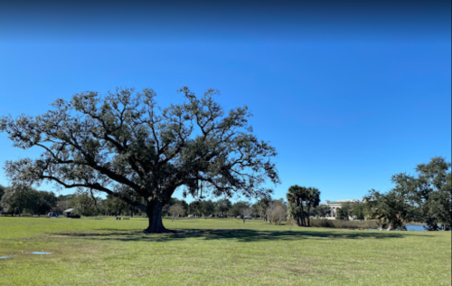 A large oak tree stands in a grassy field under a clear blue sky, with a lake and palm trees in the background.