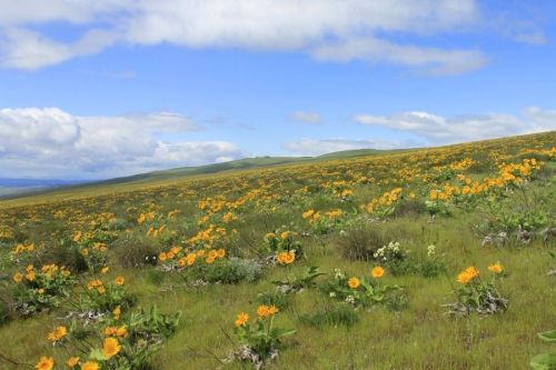 A vibrant field of yellow flowers stretches across a green landscape under a blue sky with fluffy clouds.