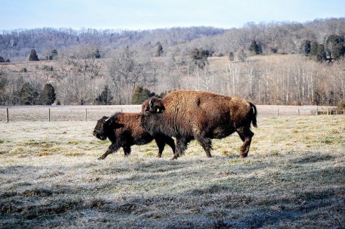 Two bison walk across a frosty field with trees and hills in the background.