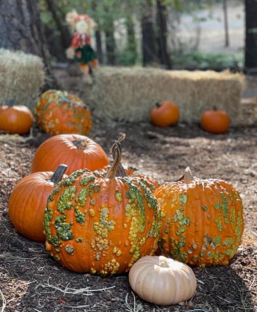 A cluster of various pumpkins, including a large bumpy orange one and a small white one, set in a wooded area.