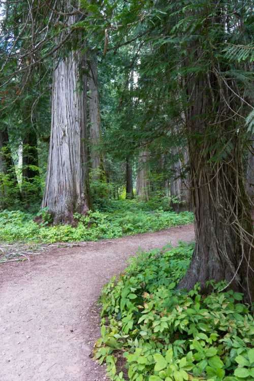 Ross Creek Cedars Recreation Area Is A Beautiful Grove In Montana