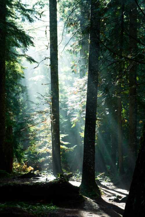 Ross Creek Cedars Recreation Area Is A Beautiful Grove In Montana